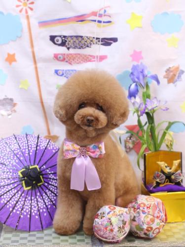 20240526こじろうくん